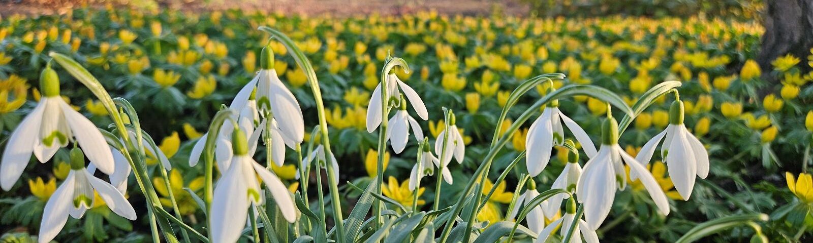 Erste Frühlingsblüher zeigen sich. Im Vordergrund Schneeglöckchen und gelbe Winterlinge im Hintergrundulenhof zu sehen